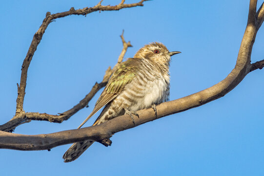 Horsfield's Bronze Cuckoo In South Australia