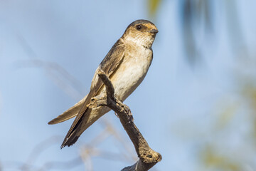 Tree Martin in South Australia
