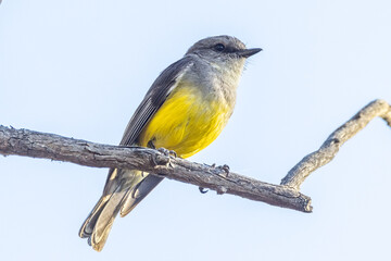 Western Yellow Robin in South Australia