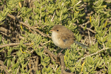 Female White-winged Fairywren in South Australia