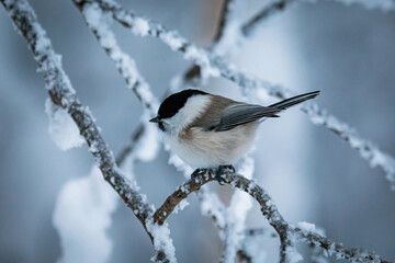 The willow tit sits on a branch on a cold winter day