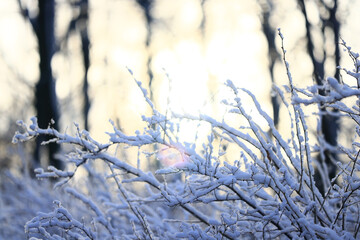 winter background branches snow park nature