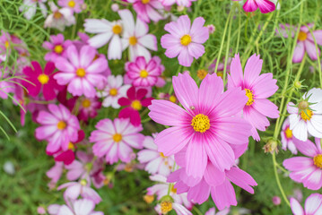 Fototapeta na wymiar Closeup view of cosmos flower. Natural background