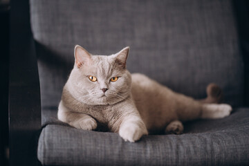 British shorthair grey cat lies on a soft chair