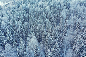 trees forest frost top view background, abstract drone view nature seasonal winter spruce