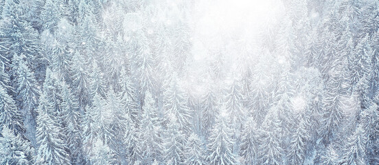 Fototapeta premium trees forest frost top view background, abstract drone view nature seasonal winter spruce