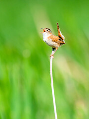 Marsh wren singing in wetland