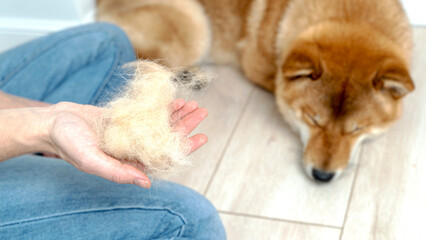 Cropped image of woman combing hair of Shiba Inu dog with comb brush. Idea of relationship between human and animal. Idea of pet care. Beautiful furry dog looking away. White background in studio