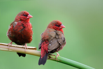 couple of red birds in breeding season in Thailand residential part, strawberry finch