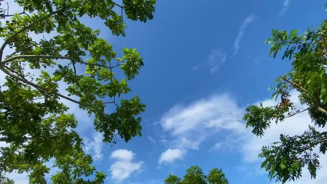 Trees, forest,fall sky sun looking forward tilt up POV Camera green leaves perspective through tropical. 