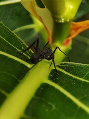 Black Carpenter Ant on Leaf