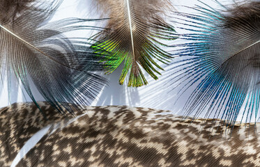 Abstract beautiful peacock feather background