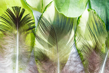 Abstract beautiful peacock feather background
