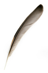 A bird feather on a white background.