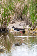 Black stilt in wetland