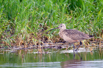 Long-billed curlew in wetland