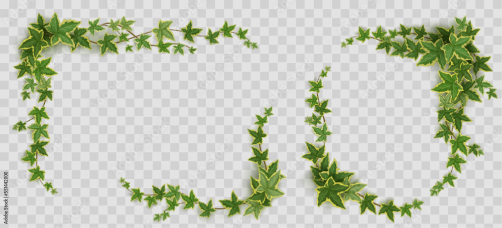Poster ivy frames, climbing vine with green leaves of creeper plant. rectangular and oval elegant hedera bo