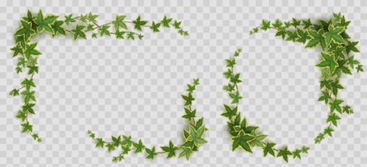 Ivy frames, climbing vine with green leaves of creeper plant. Rectangular and oval elegant hedera borders isolated on transparent background. Vignettes design elements, decor Realistic 3d vector set
