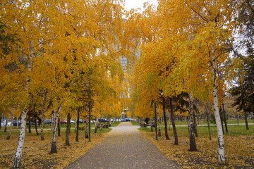 Yellowed foliage on trees in the city park, in the autumn period.