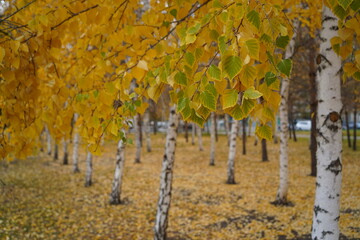 Yellowed foliage on trees in the city park, in the autumn period.