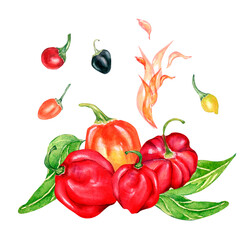 Composition of habanero red pepper watercolor illustration isolated on white.