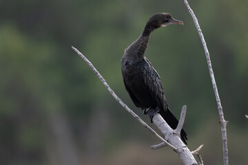 Little cormorant drying its wings. The little cormorant (Microcarbo niger) is a member of the...