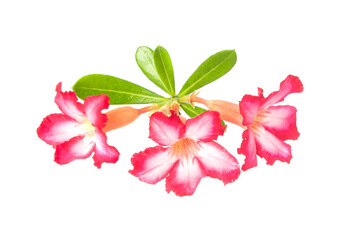 pink azalea flowers isolated on white background