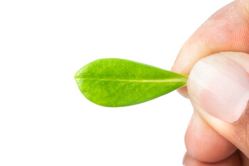 Finger holding small green leaf isolated on white background