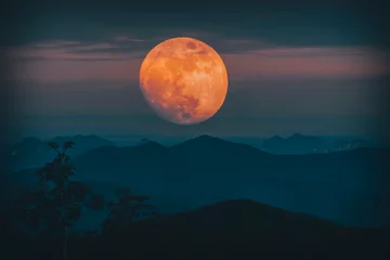 Cercles muraux Pleine Lune arbre lune sur la mer