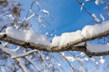 Birch branch covered with snow. Winter landscape on a sunny day