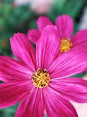 Fototapeta premium close up of a flower