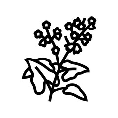 buckwheat plant healthy line icon vector. buckwheat plant healthy sign. isolated contour symbol black illustration