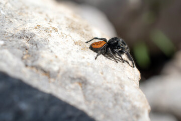 Jumping spider on rock