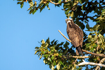 Osprey in tree