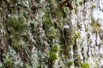 European treecreeper on a tree in a forest