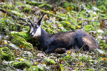 European chamois resting in the mountains