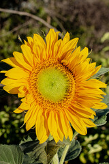 Flower nature sunflower
