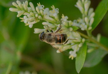 Bee flower nature