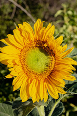 Flower nature sunflower