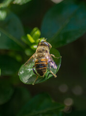 Bee flower nature