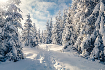Warm light in the cold winter forest. Fir trees covered by fresh snow in Carpathian mountains....