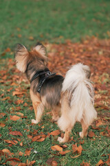 Fluffy tail of mixed-breed multicolor dog with harness outdoor. Animal fur black, brown, white. Medium-sized pet in park. Grass green, leaves orange. Vertical Autumn day background. Man's best friend.