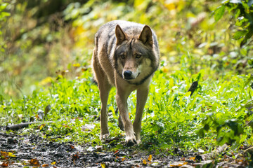 European wolf and dog hybrid walking in a forest