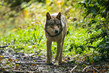 European wolf and dog hybrid walking in a forest