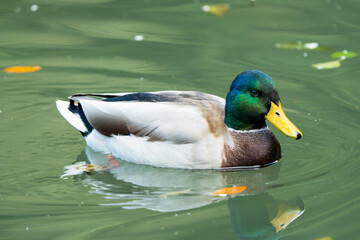 Male mallard duck in a lake