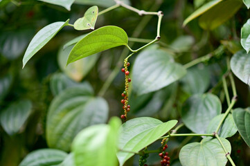 Closeup of Pepper plant with immature peppercorns fresh red and green with natural background in...