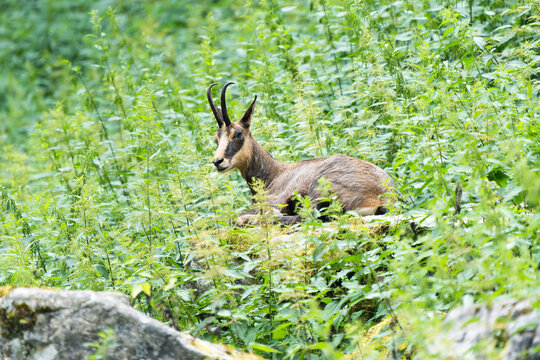 European chamois resting in the mountains