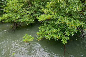 The Green Mangrove Forests fill the coastal area, mouth of a river in Chanthaburi province, Thailand.