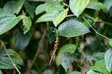 Closeup of Pepper plant with immature peppercorns fresh red and green with natural background in pepper garden at Thailand.