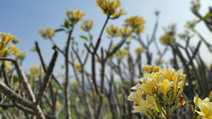 Nature background. The branch of pulmelia tree in the summer time
